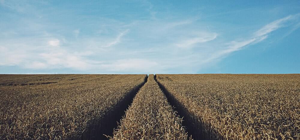 Corn farming